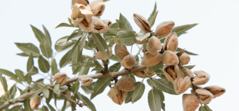 Almond tree